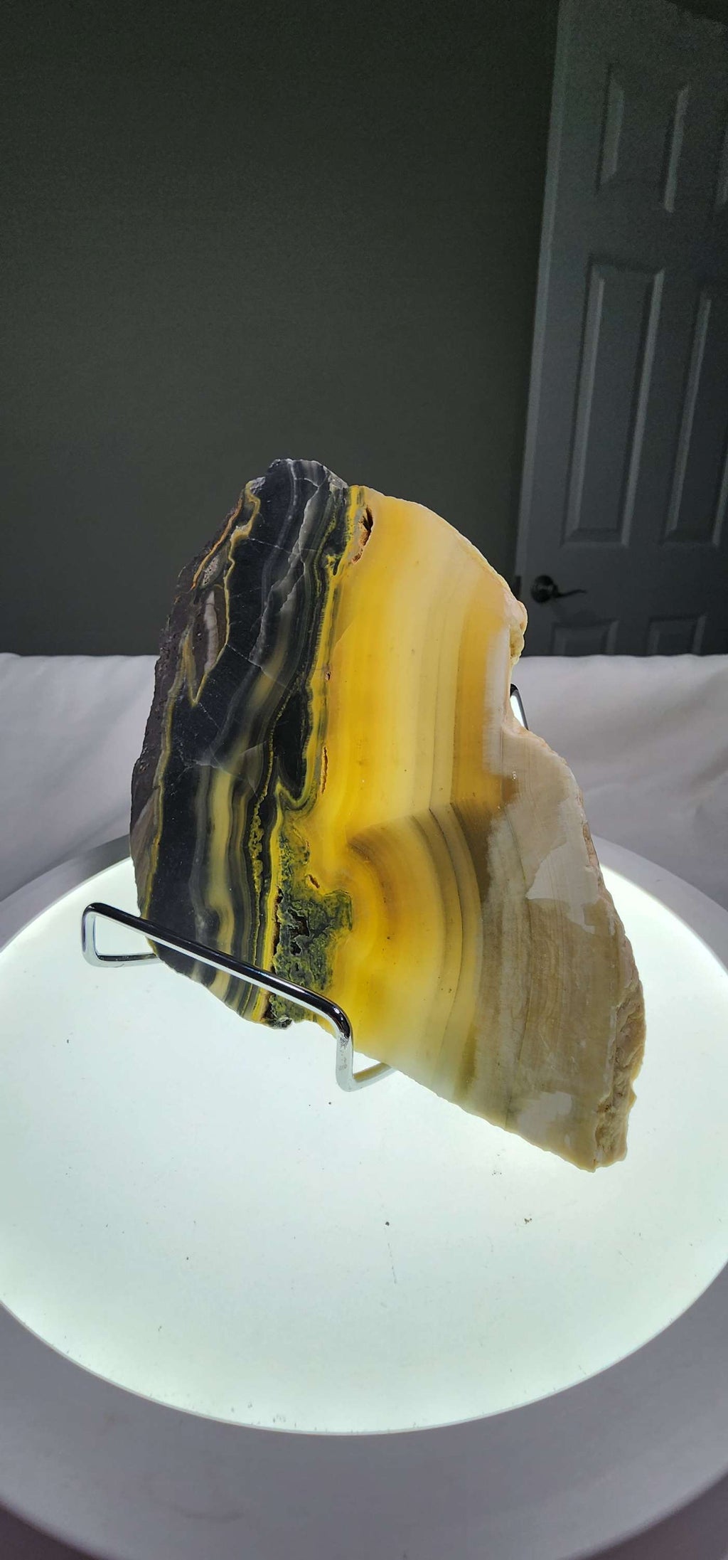 Bumblebee Jasper  image 4