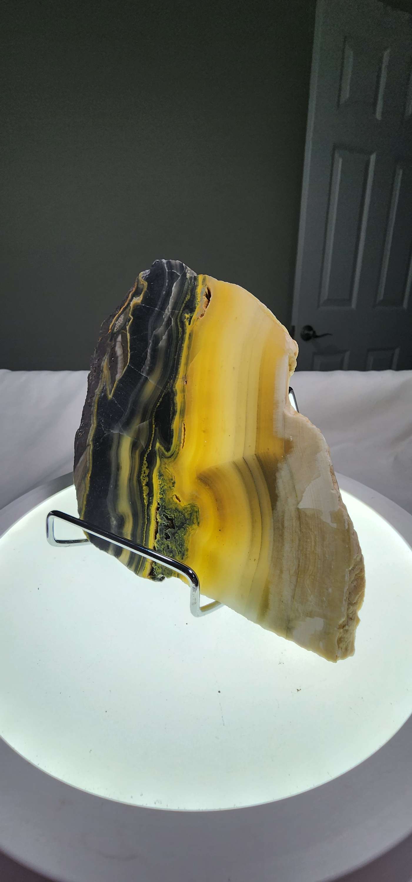 Bumblebee Jasper  image 4