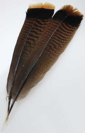 Bronze Turkey Tail feather image 0