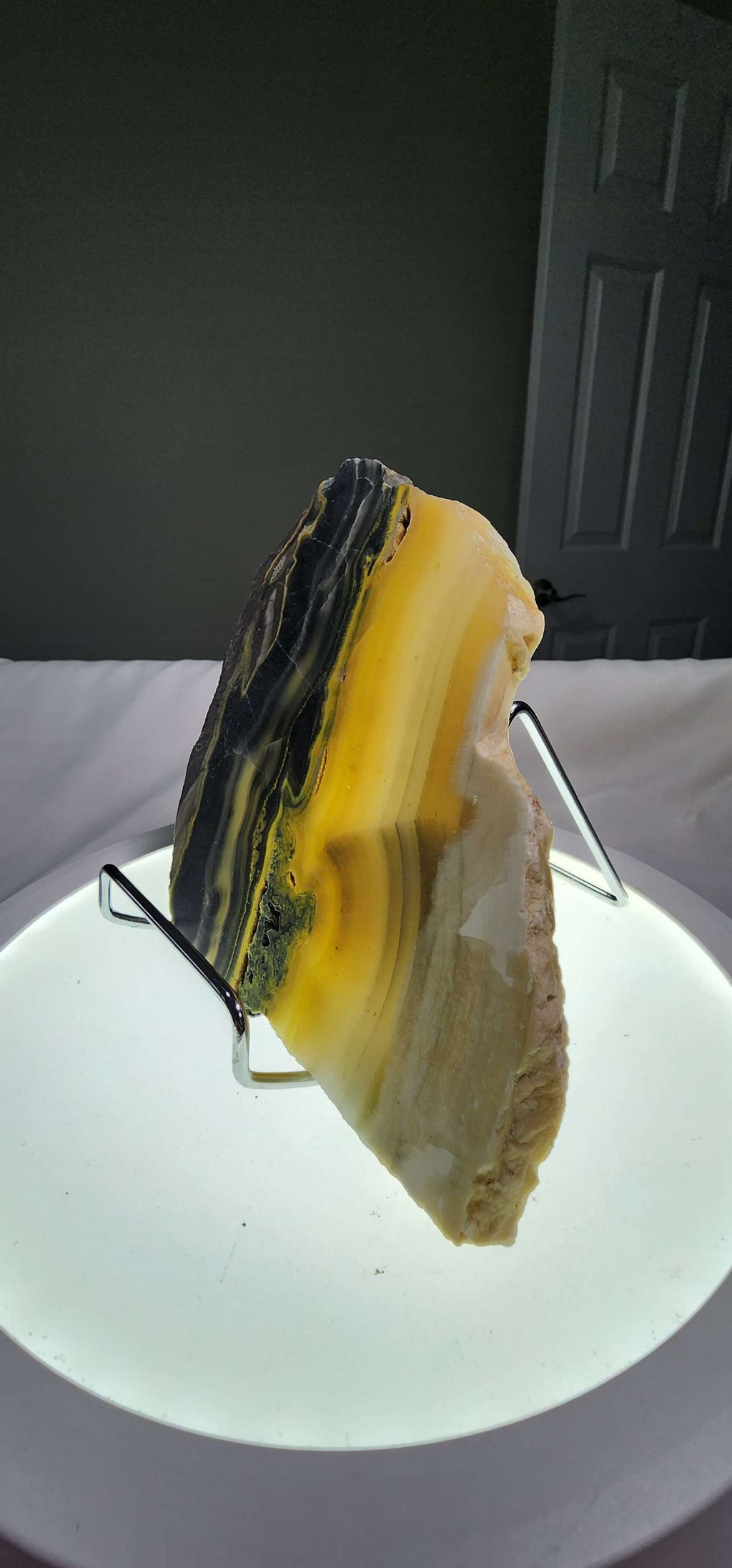 Bumblebee Jasper  image 5