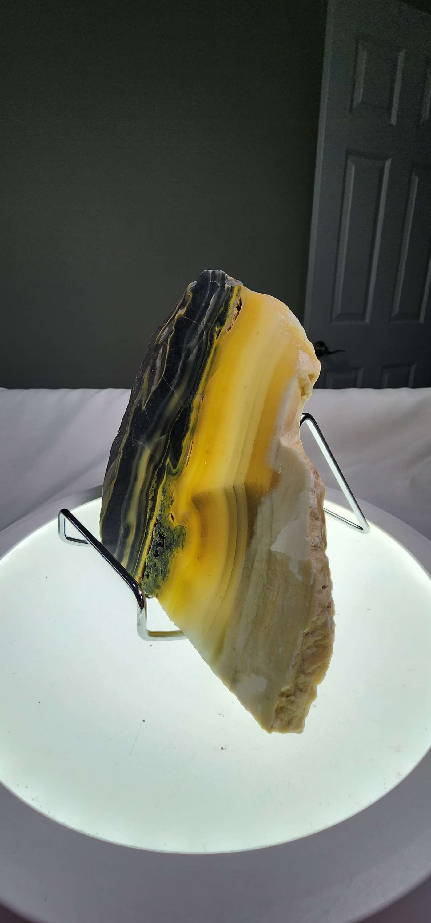 Bumblebee Jasper  image 5