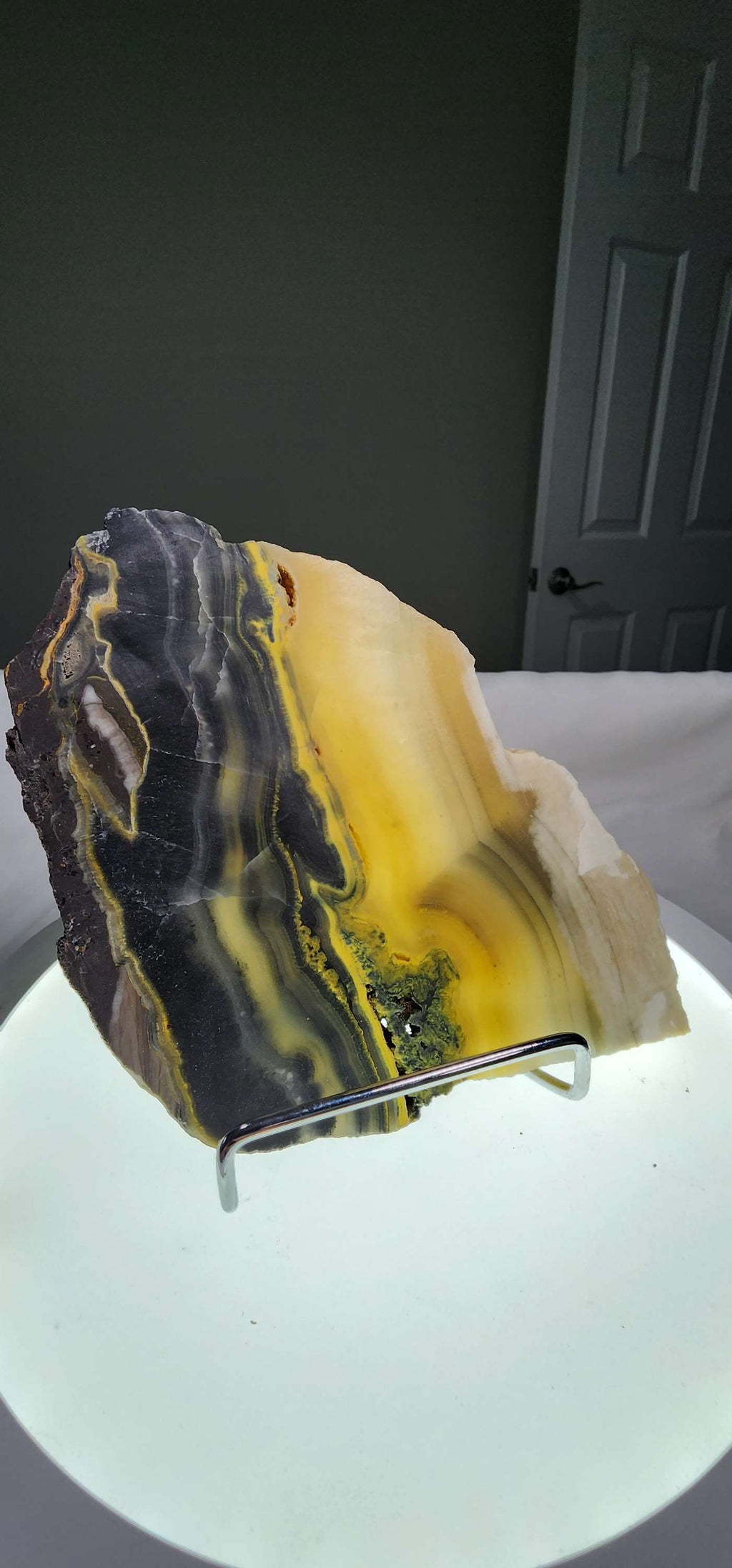 Bumblebee Jasper  image 10