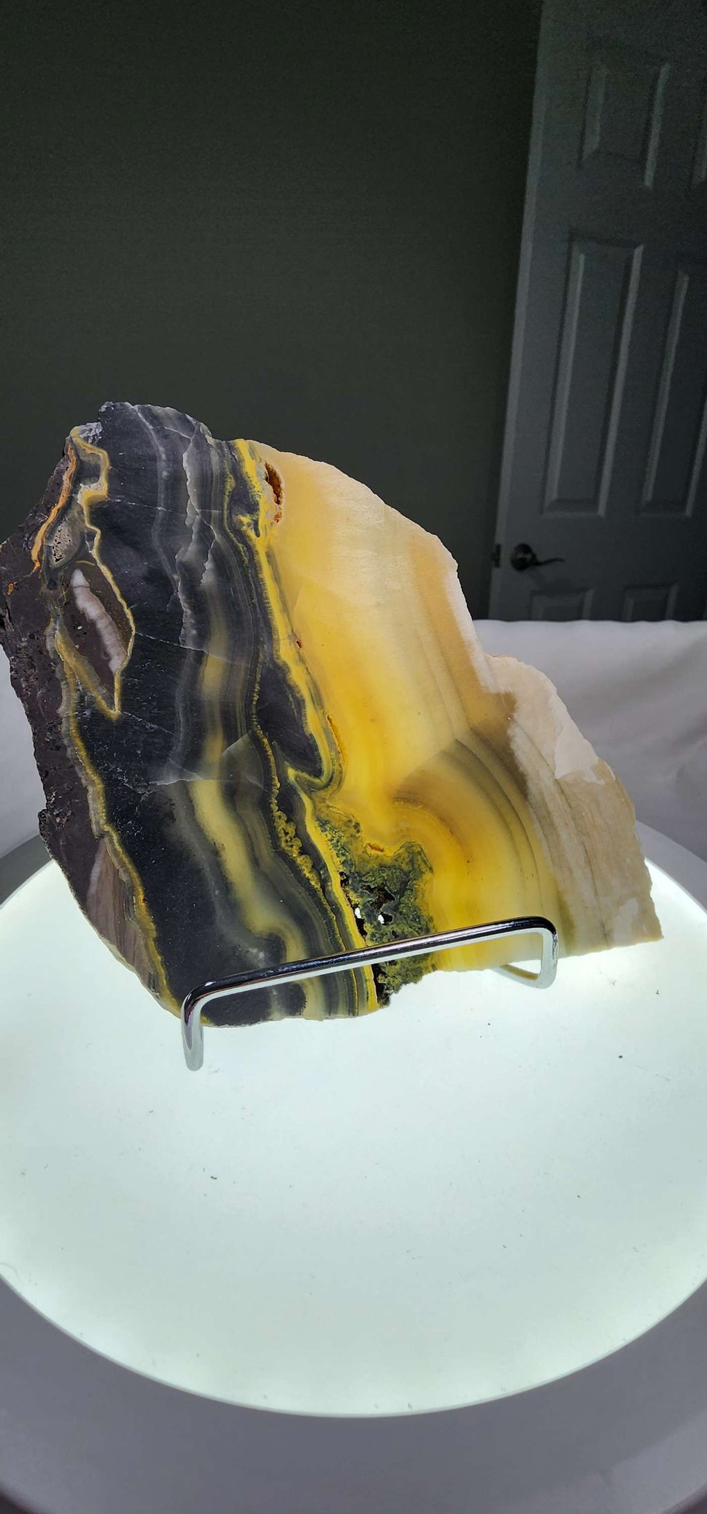 Bumblebee Jasper  image 2