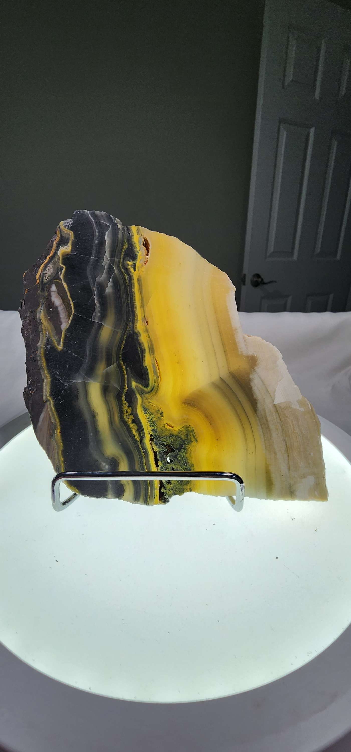 Bumblebee Jasper  image 3